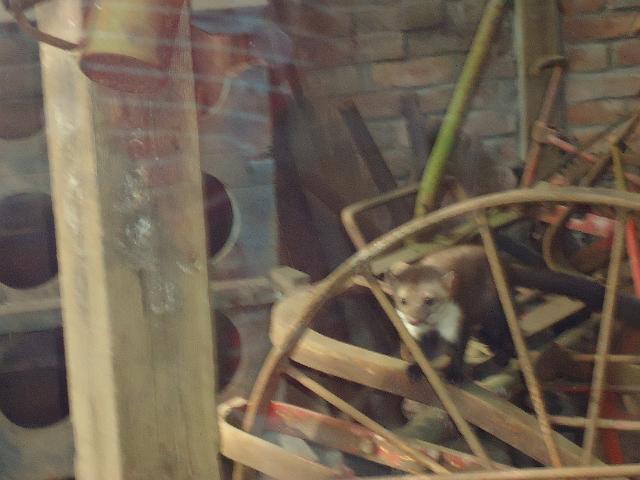 Damenfahrt Otterzentrum 014.jpg